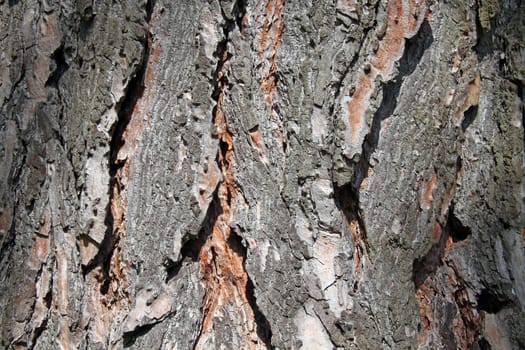 Very coarse tree bark