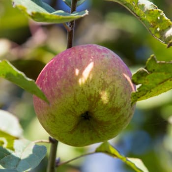 Close-up of an apple,blurred background