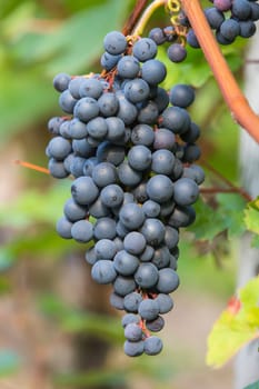 A ripe blue grape on a grapevine in autumn