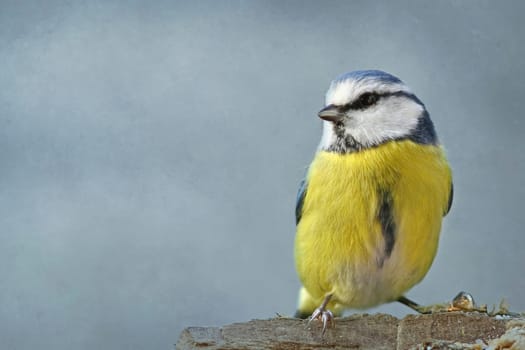 The blue (Cyanistes caeruleus,Syn. Parus caeruleus)