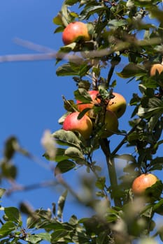 Several apples on one branch in the sunlight