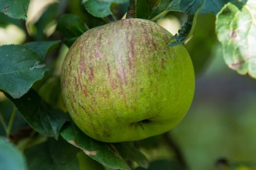 Close-up of an apple,blurred background