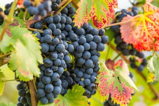 A ripe blue grape on a grapevine in autumn
