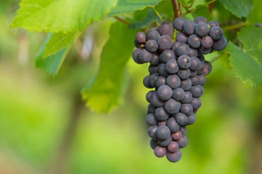 A ripe blue grape on a grapevine in autumn