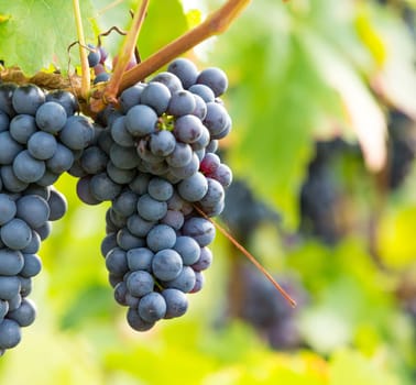 A ripe blue grape on a grapevine in autumn