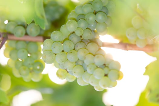 A ripe green grape on a grapevine in autumn