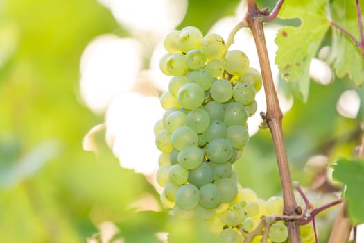 A ripe green grape on a grapevine in autumn in the backlight