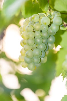 A ripe green grape on a grapevine in autumn in the backlight