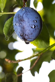 Close-up of a wet plum,blurred background