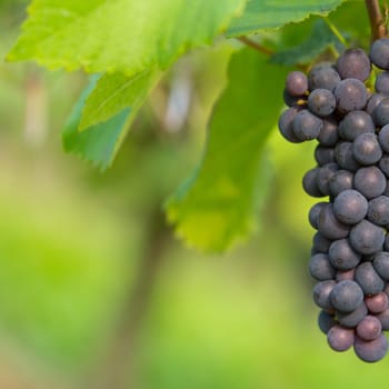 A ripe blue grape on a grapevine in autumn