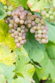 A ripe green grape on a grapevine in autumn