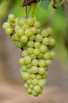 A ripe green grape on a grapevine in autumn