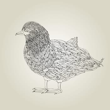 Hand drawing grunge sketch of a little duck
