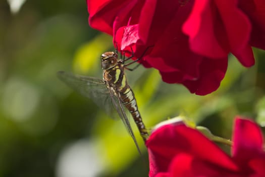 A UK Southern Hawker Dragonfly (Aeshna cyanea)