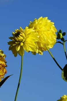 Two yellow dahlias