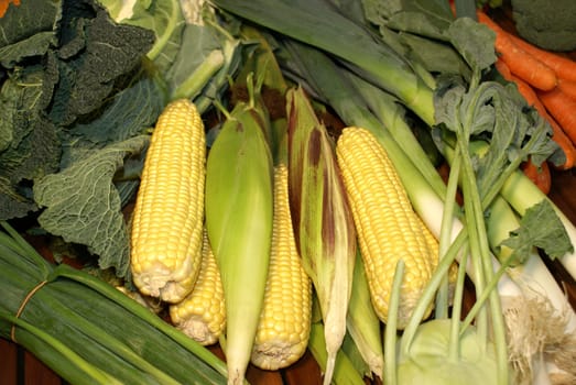 Corn,fresh from the field
