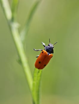 Four-point ant leaf beetle (Clytra quadripunctata)