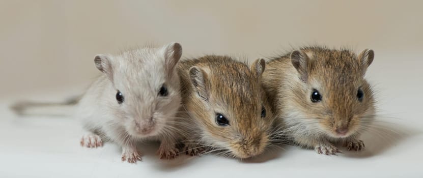 Gerbil Boy