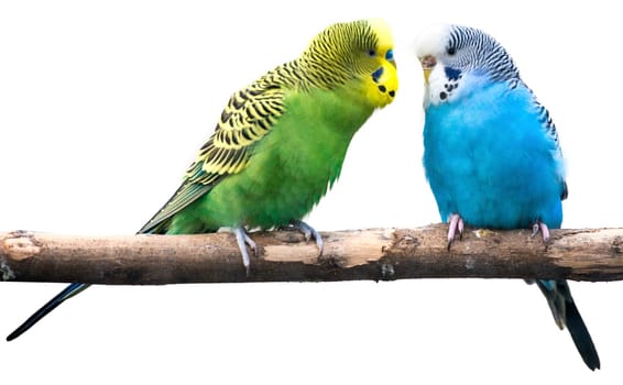 budgies