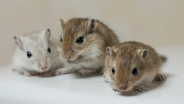 Gerbil Boy2