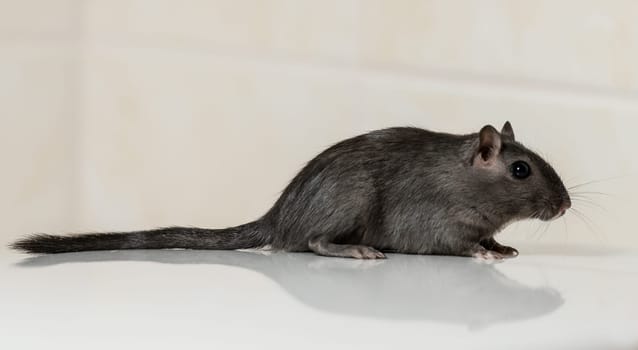 Gerbil female