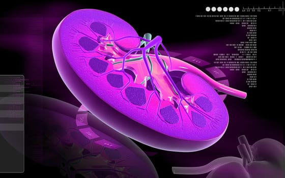 Digital illustration of kidney in colour background
