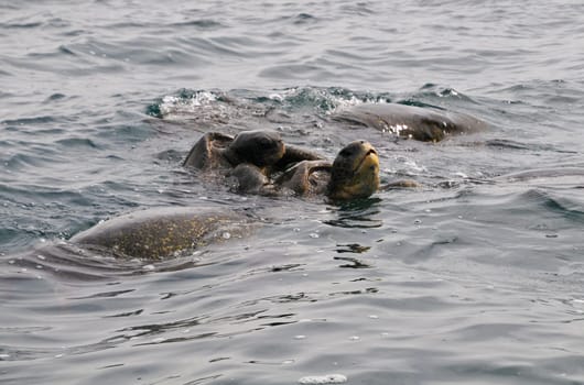 In Galapagos I was able to experience the mating of water turtles
