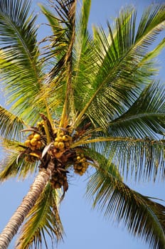 Coconut palm
