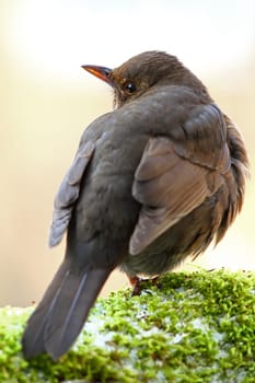 The blackbird or black thrush - Turdus merula