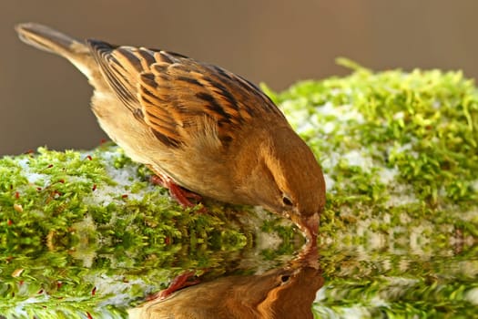 House Sparrow Passer domesticus