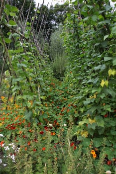 Cottage garden with nasturtium and bean frame