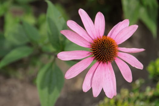 Purple Coneflower