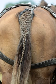 Braided horse tail
