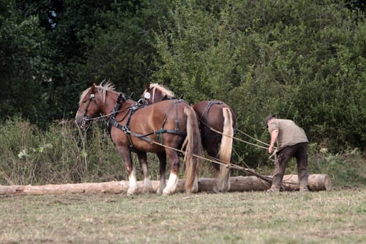 Back horses at work
