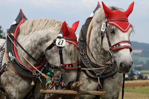 Percheron team