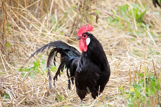 Black Rooster