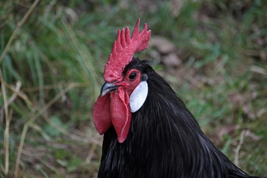 Black Rooster