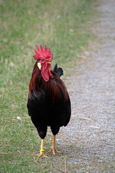Black Rooster
