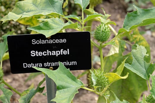 Common Stechapfel