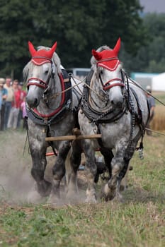 Percheron team