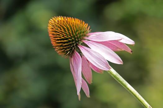 Purple Coneflower