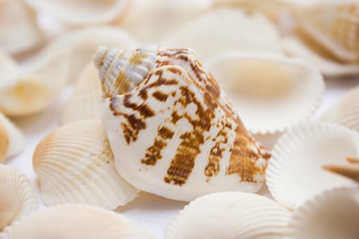 Different soft colored seashells on a white background.
