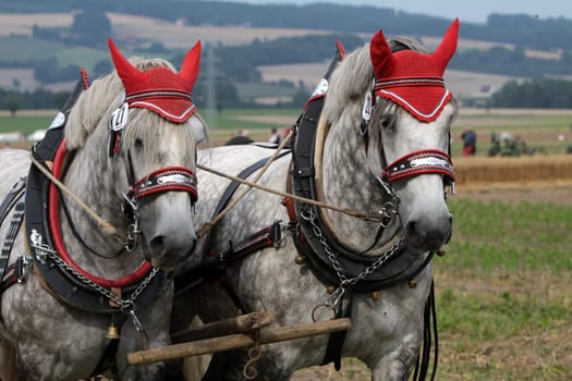Percheron team