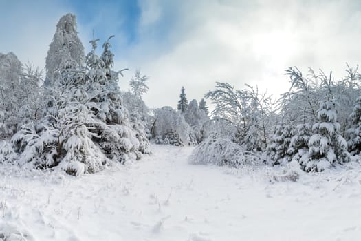 Rennsteig in winter