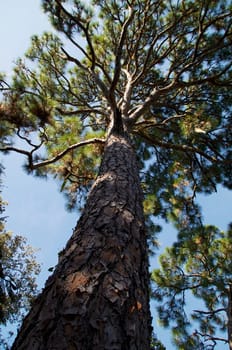 Looking up the trunk of a tall, majestic pine tree with large gnarly branches filling the sky.