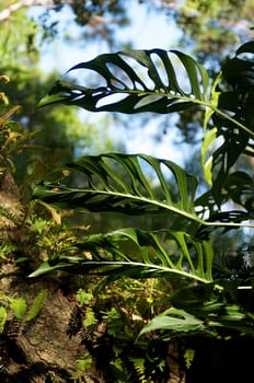 Large leaves of a swiss cheese plant against the sky.