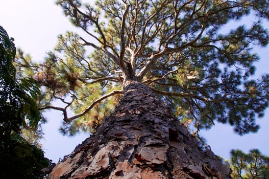 Looking up the trunk of a tall, majestic pine tree with large gnarly branches filling the sky.