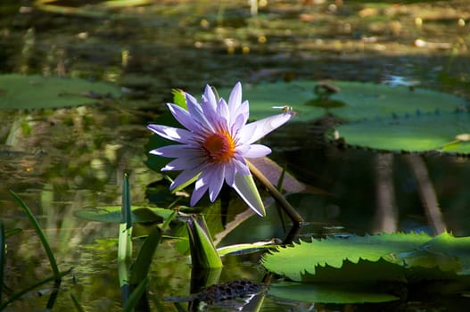 A colorful purple waterlily growing out of the pond with lily pads, a dragonfly is on the flower.