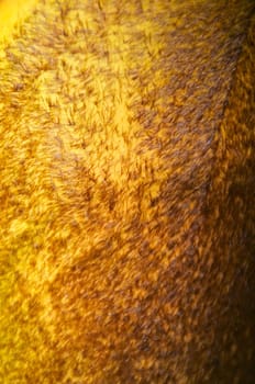 Close up of young bamboo showing the outer covering and "hairs"" on the plant."