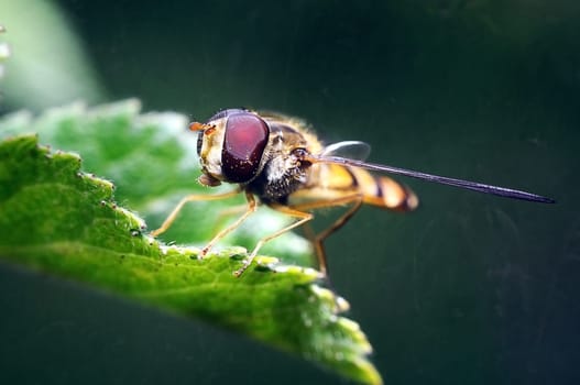 yellow fly looks like a sting